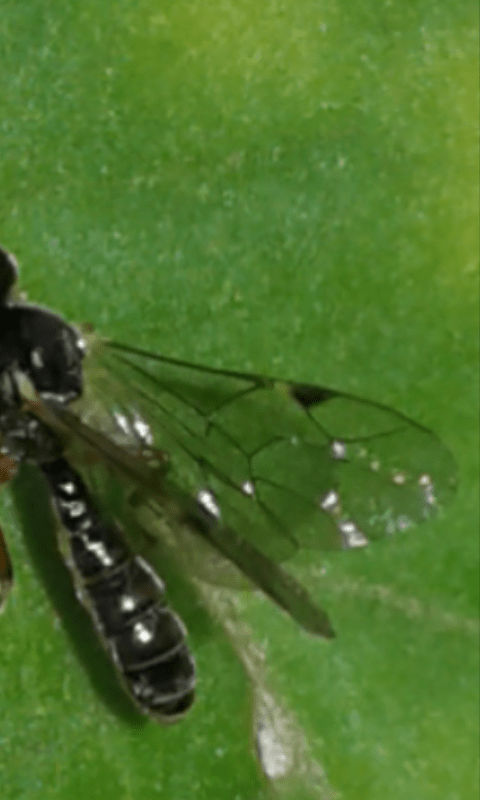 Ichneumonidae : Orthopelma sp. o qualche genere simile?